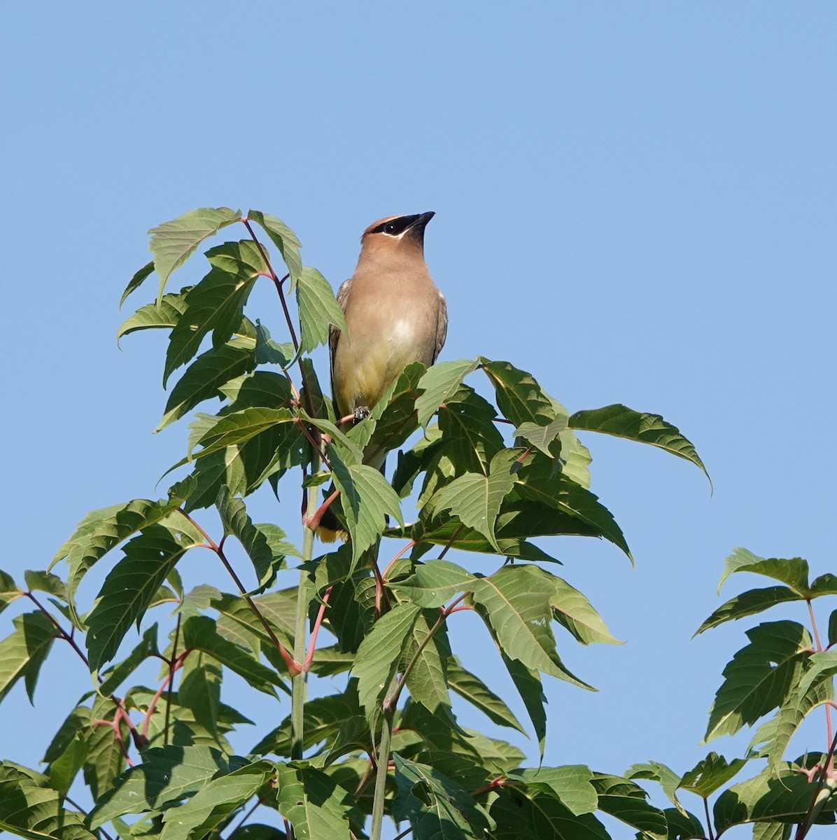 Cedar Waxwing - ML639915965