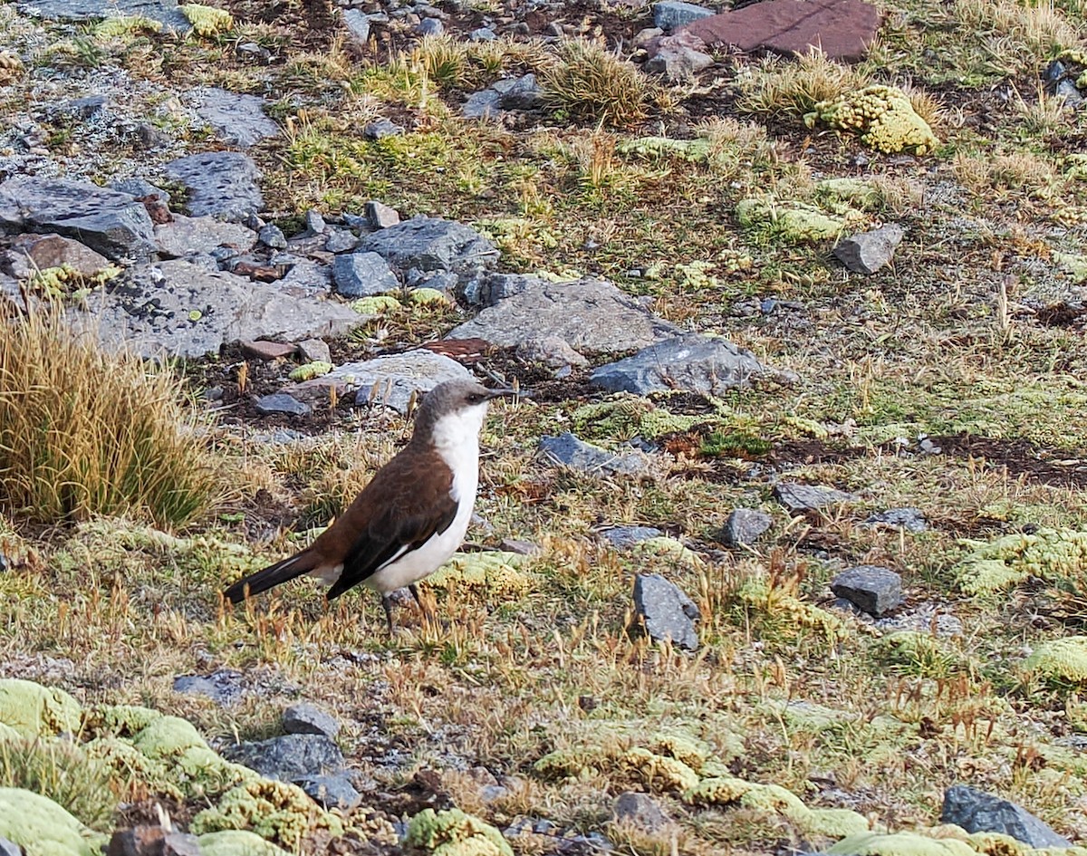White-bellied Cinclodes - ML639915975