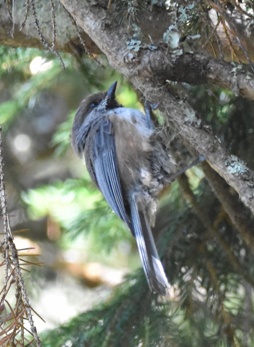Boreal Chickadee - ML639916119