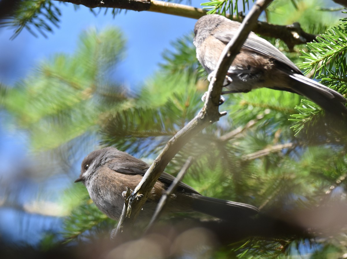 Boreal Chickadee - ML639916120