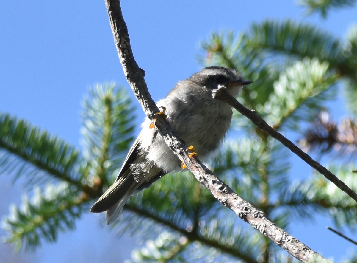 Golden-crowned Kinglet - ML639916142