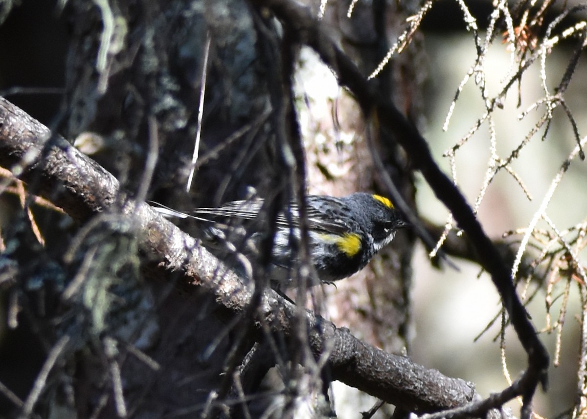 Yellow-rumped Warbler (Myrtle) - ML639916178