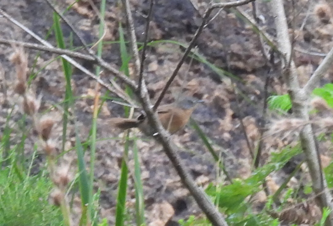 Victorin's Warbler - ML639916208