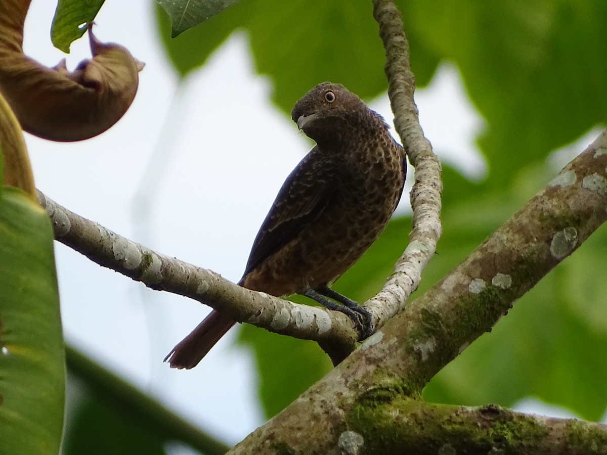 Plum-throated Cotinga - ML639916238