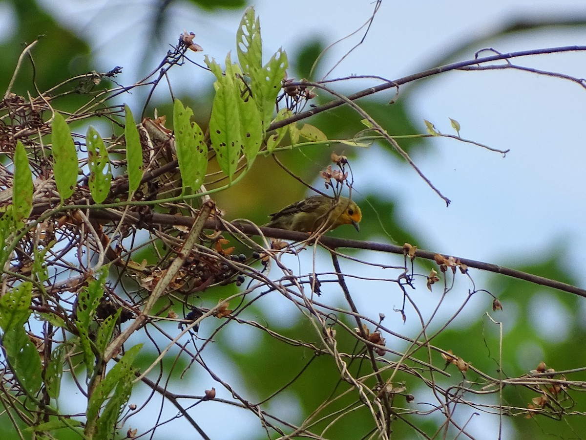 Orange-fronted Plushcrown - ML639916245