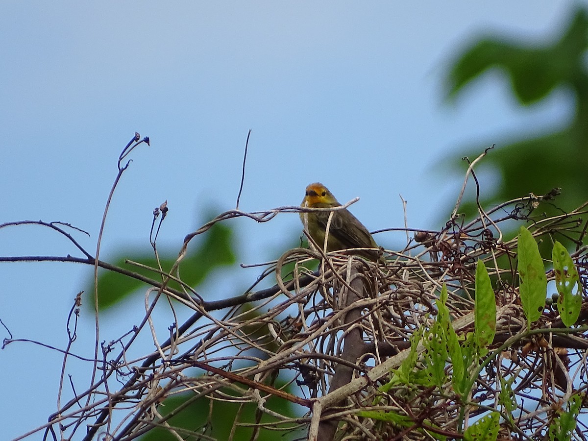 Orange-fronted Plushcrown - ML639916250