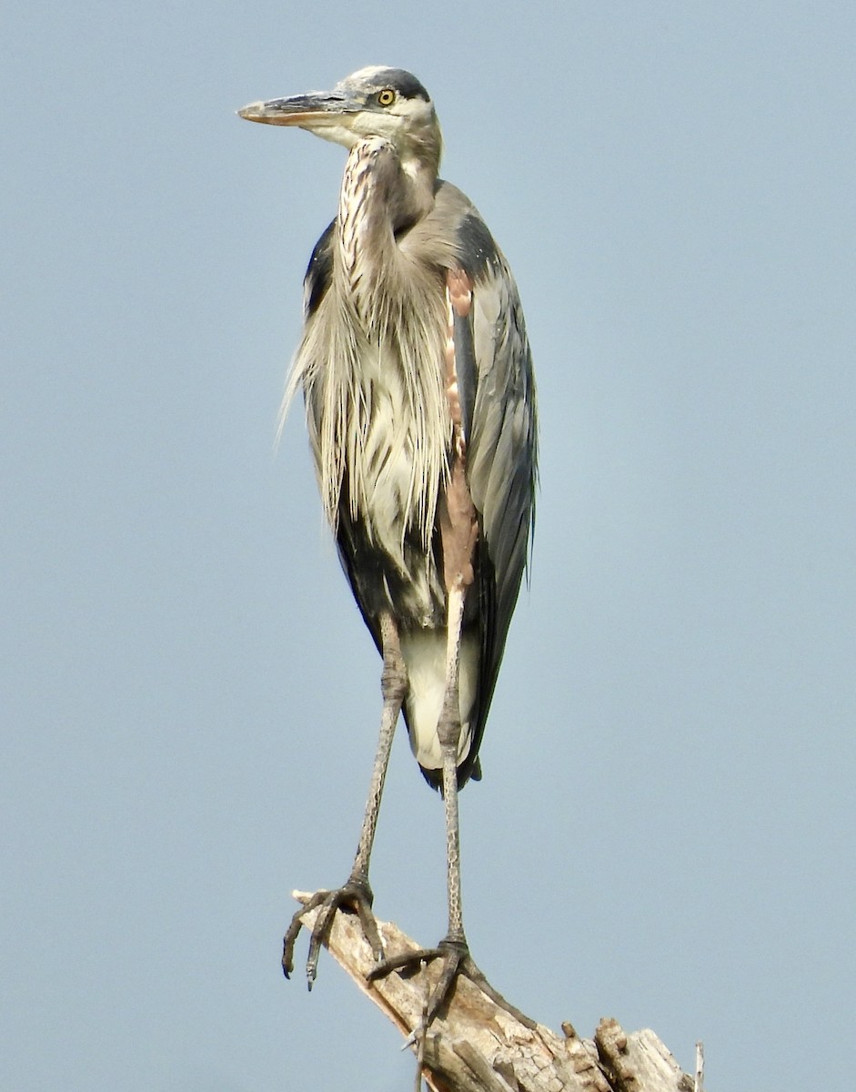 Great Blue Heron - ML639916262