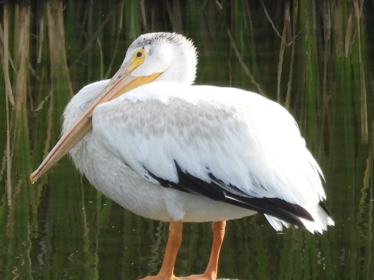 American White Pelican - ML639916277
