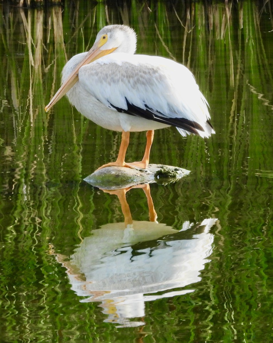 American White Pelican - ML639916278