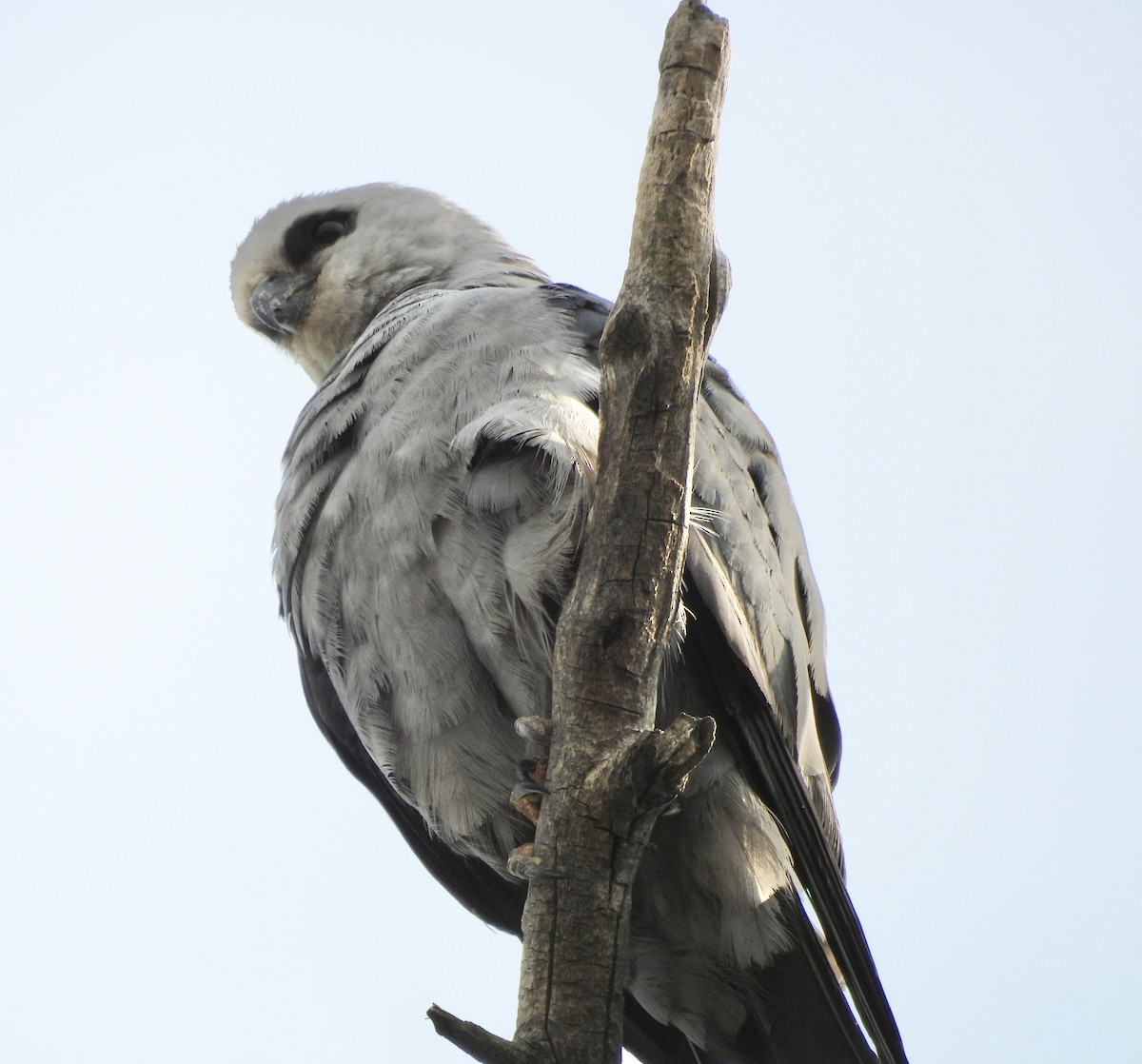 Mississippi Kite - ML639916288