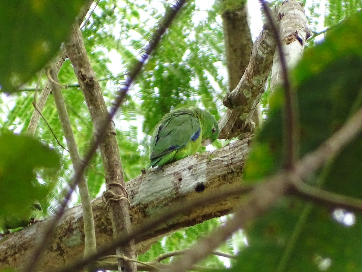 Riparian Parrotlet - ML639916293
