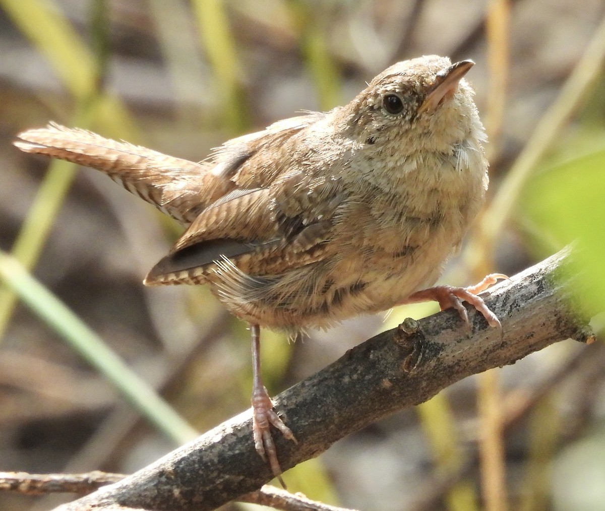 Northern House Wren - ML639916300