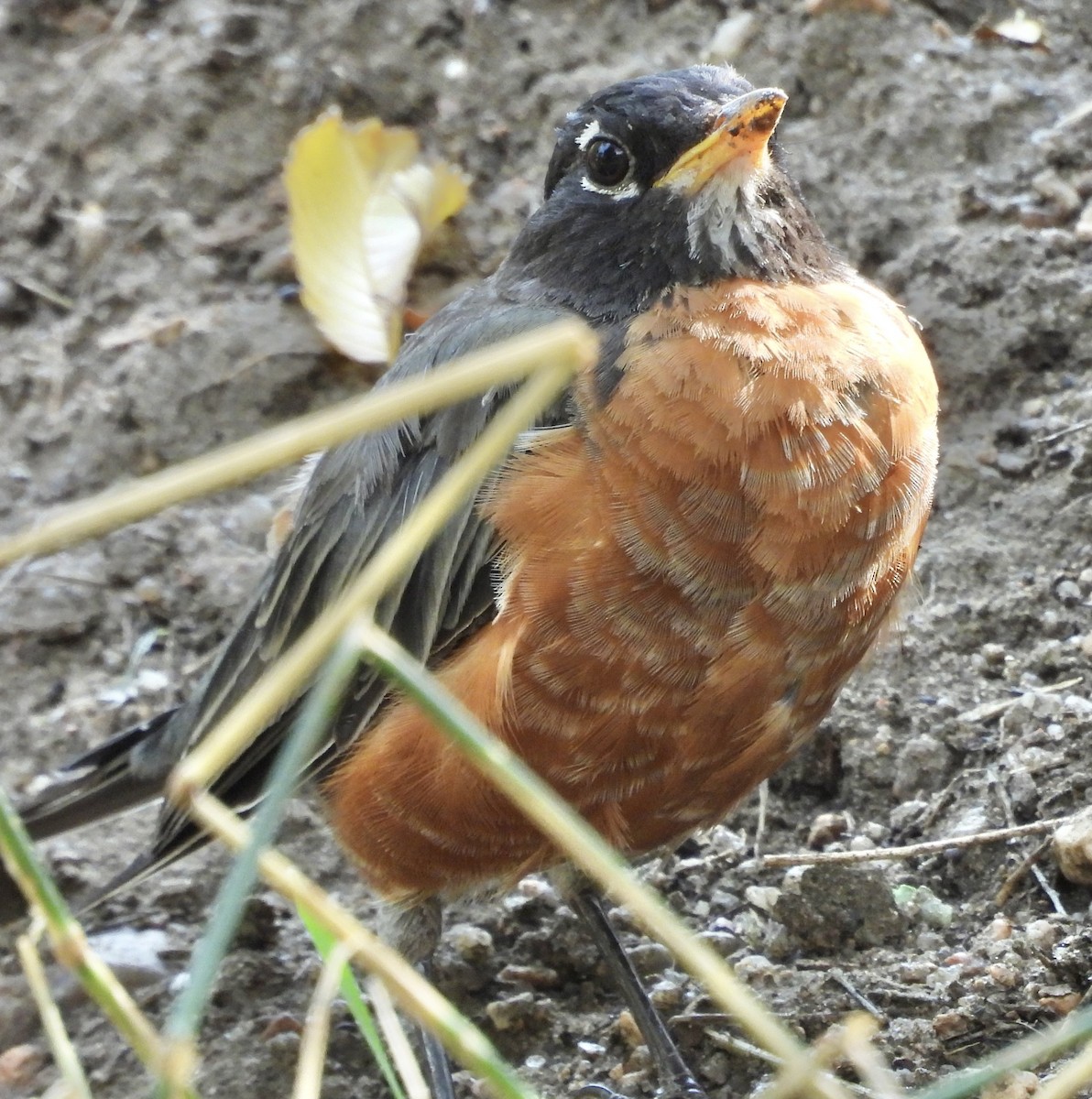 American Robin - ML639916309