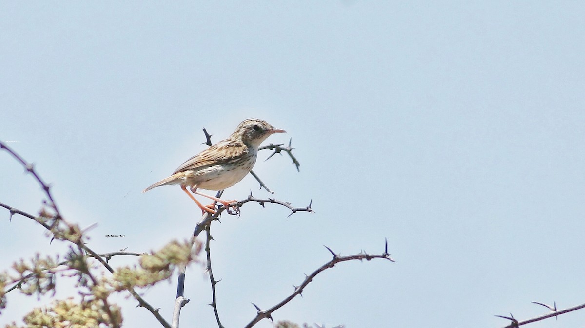 Cloud Cisticola - ML639916312