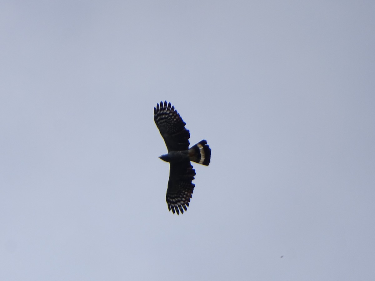 Hook-billed Kite - ML639916344