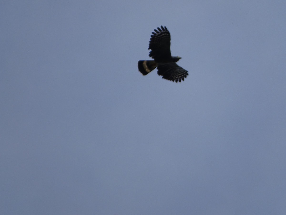 Hook-billed Kite - ML639916346