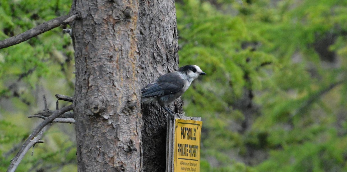 Canada Jay - ML639916350