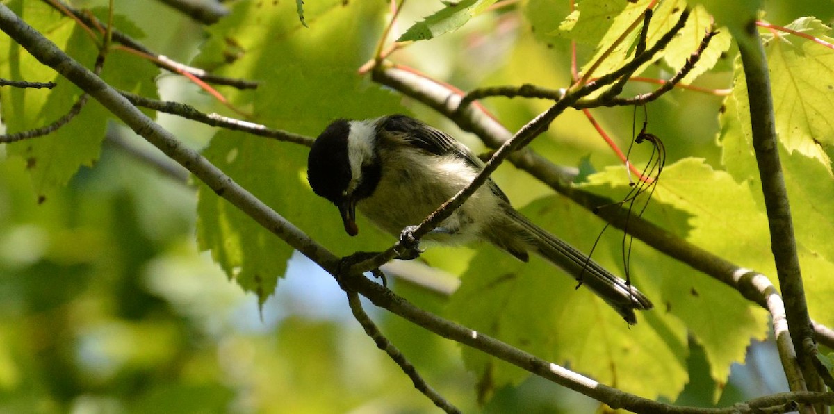 Black-capped Chickadee - ML639916353