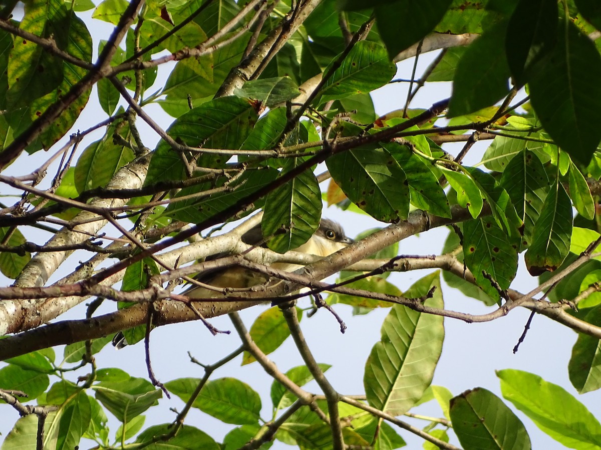 Dark-billed Cuckoo - ML639916354