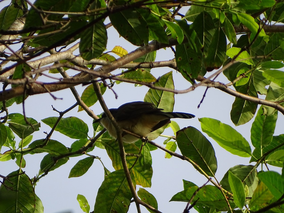 Dark-billed Cuckoo - ML639916358