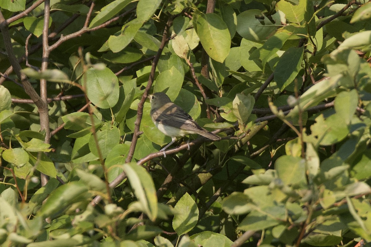 Icterine Warbler - ML639916422