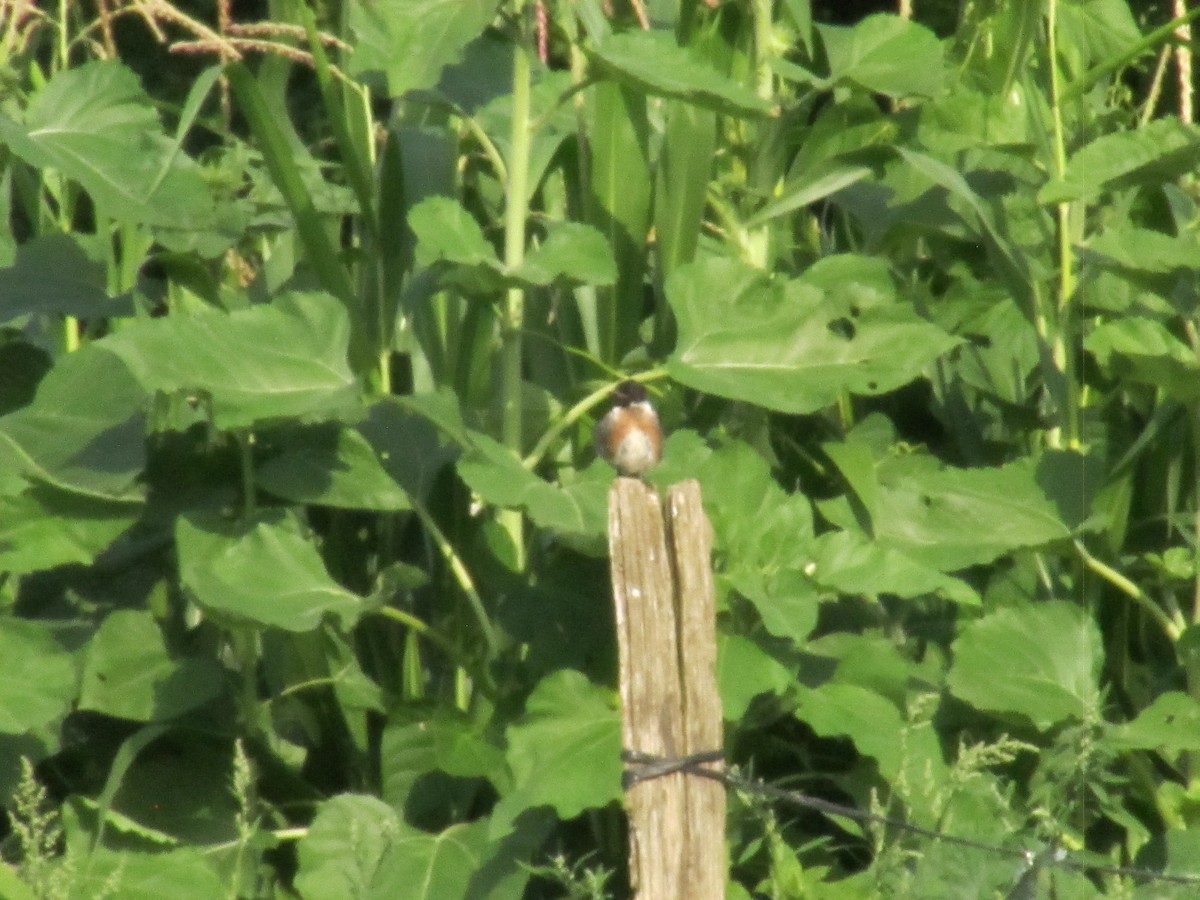 Трав'янка чорноголова - ML639916435