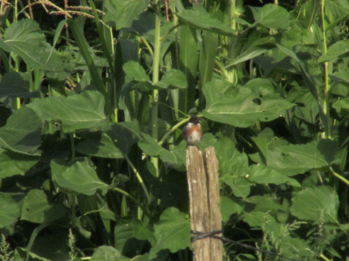 Трав'янка чорноголова - ML639916436