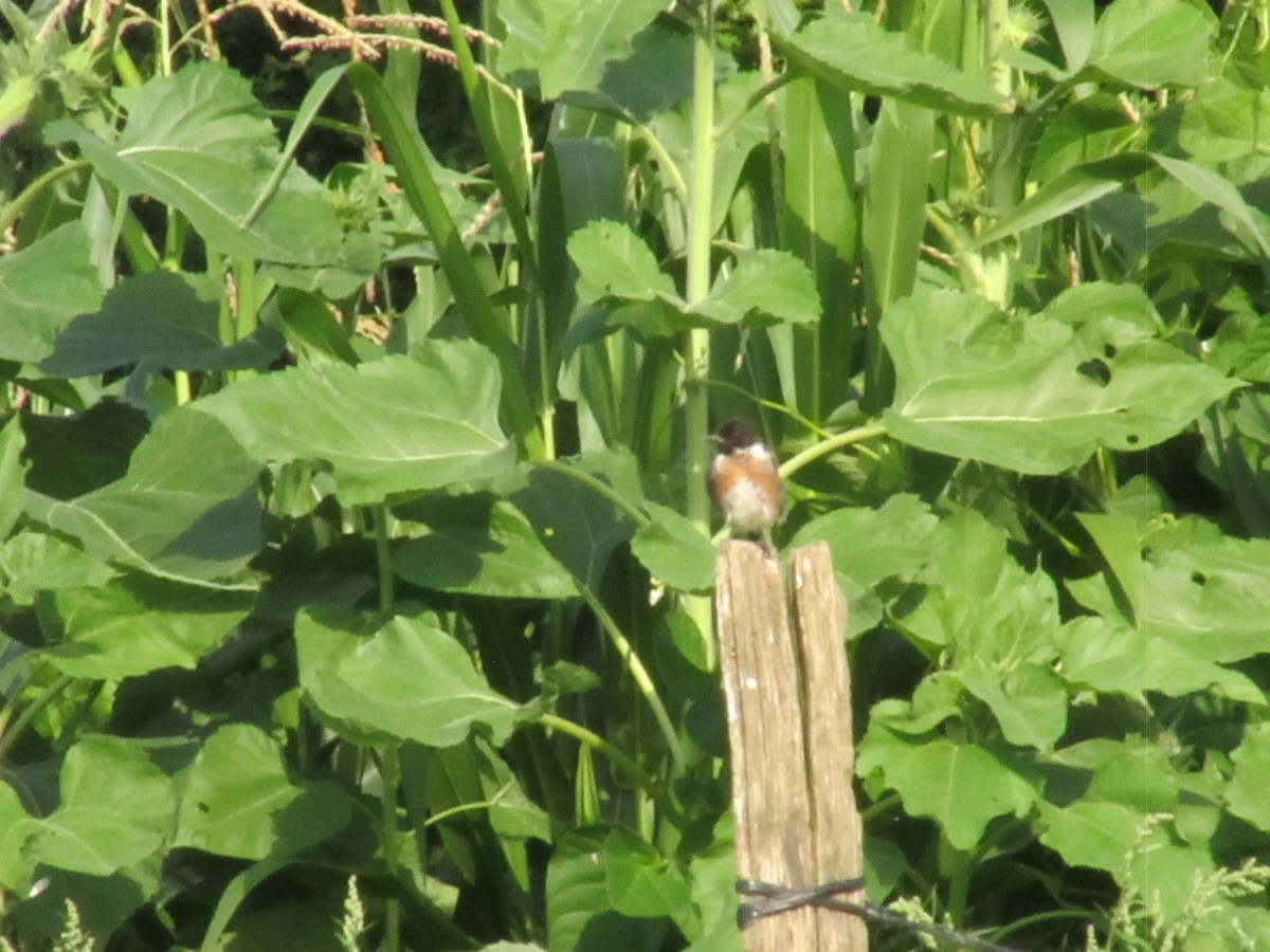 Трав'янка чорноголова - ML639916437