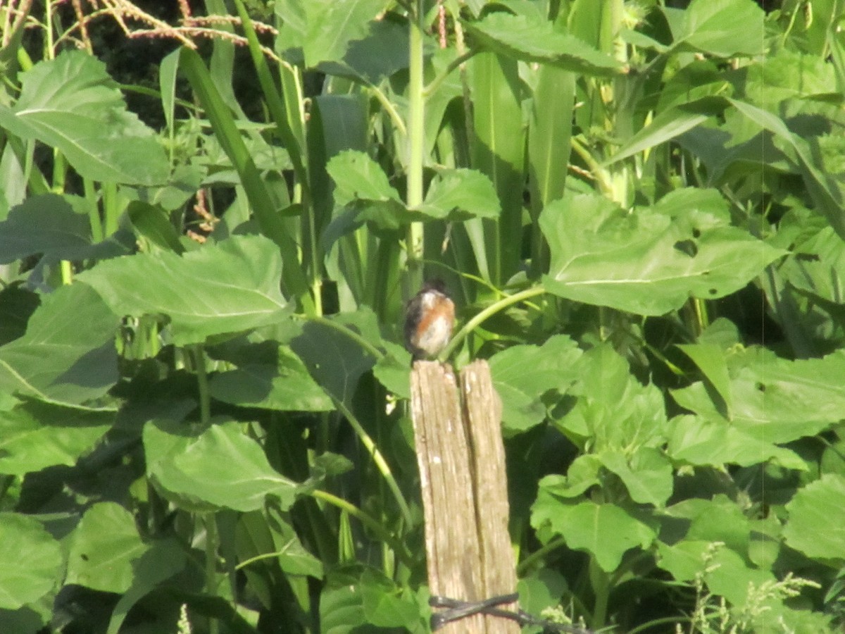 Трав'янка чорноголова - ML639916438