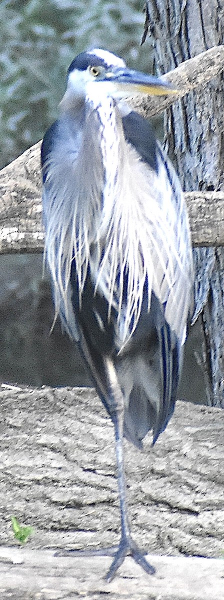 Great Blue Heron - ML639916463