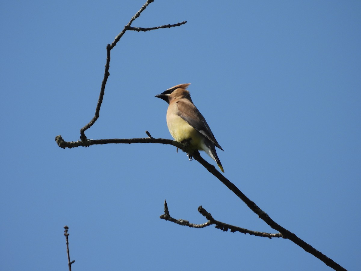 Cedar Waxwing - ML639916553