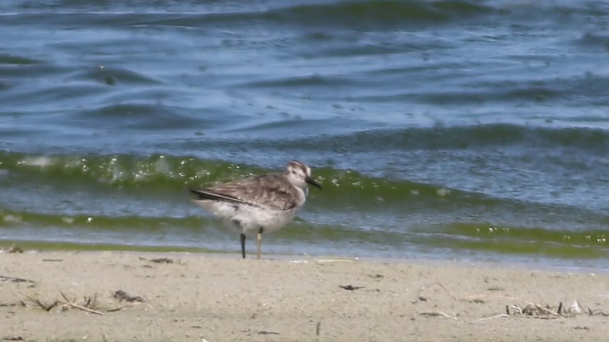 Red Knot - ML639916580