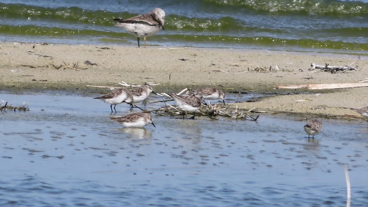 Little Stint - ML639916592