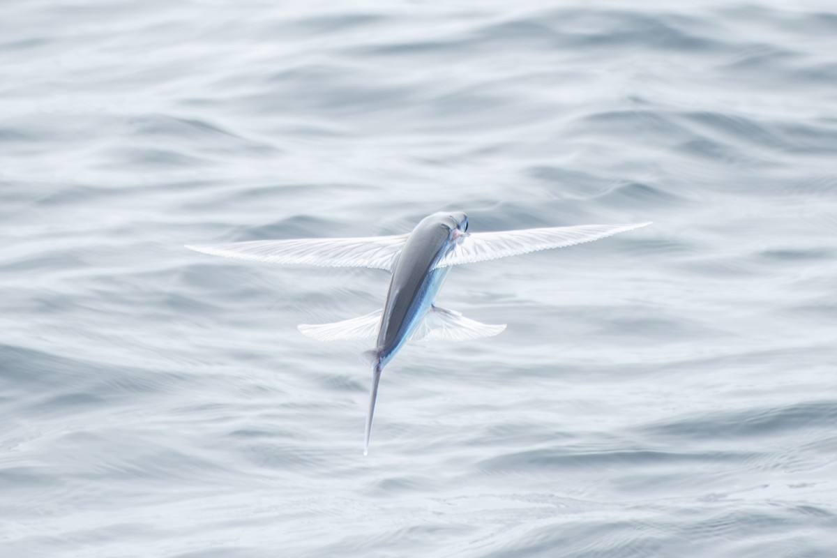 California Flyingfish - ML639916593