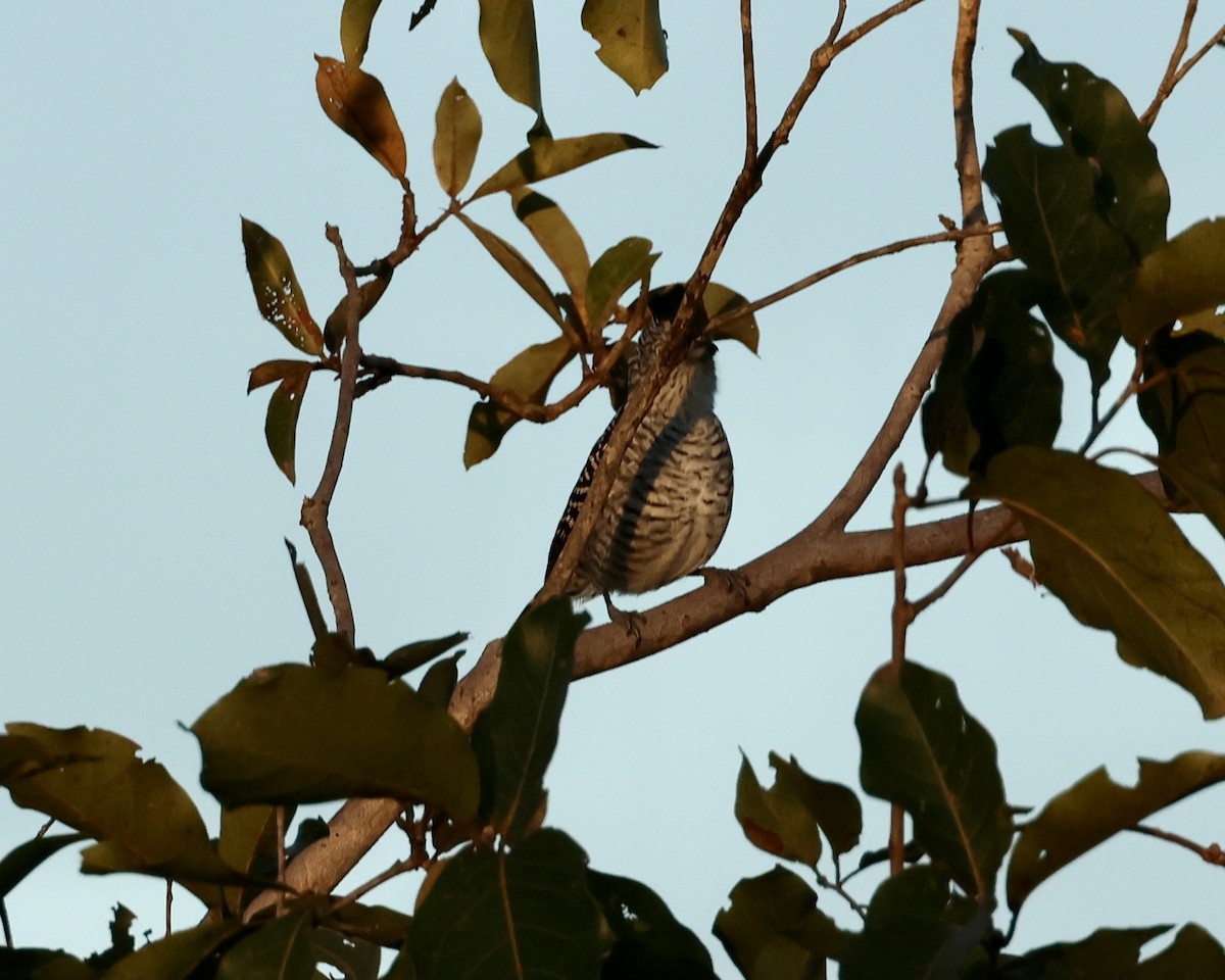 Barred Antshrike - ML639916603