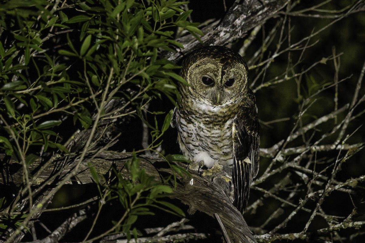 Rusty-barred Owl - ML639916641