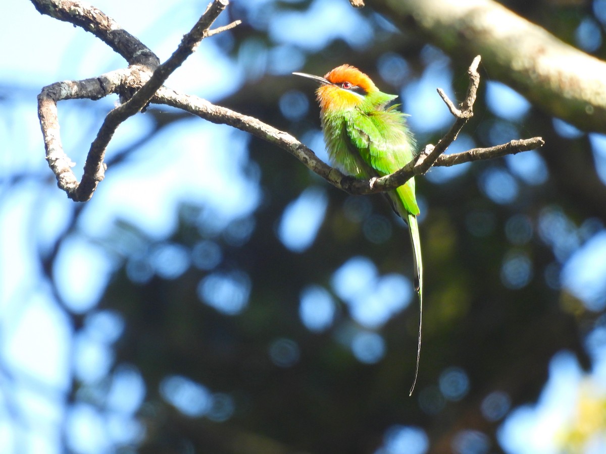 Böhm's Bee-eater - ML639916649