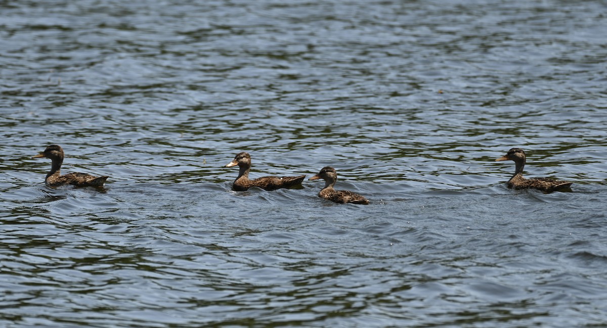 American Black Duck - ML639916653
