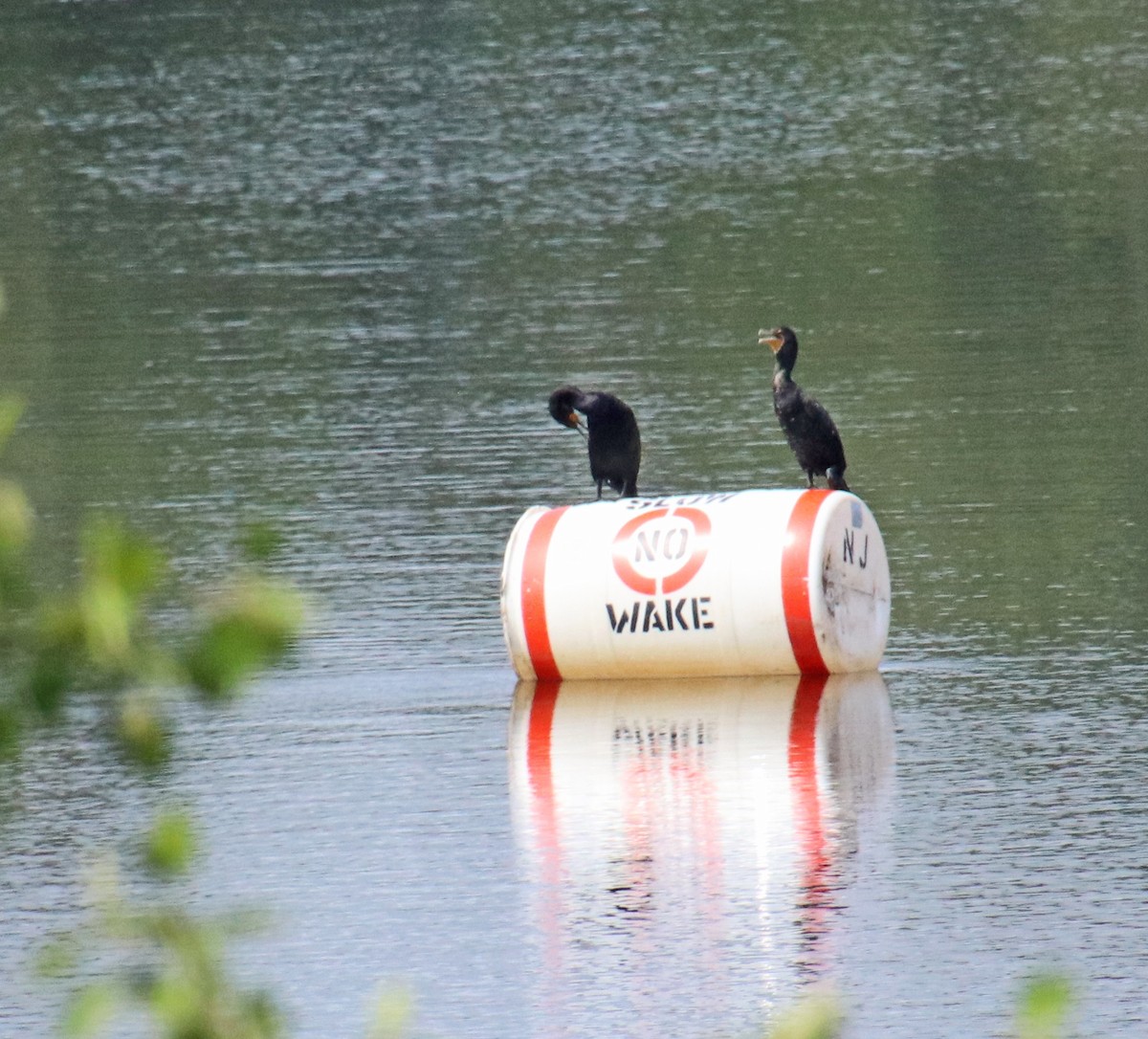 Double-crested Cormorant - ML639916717