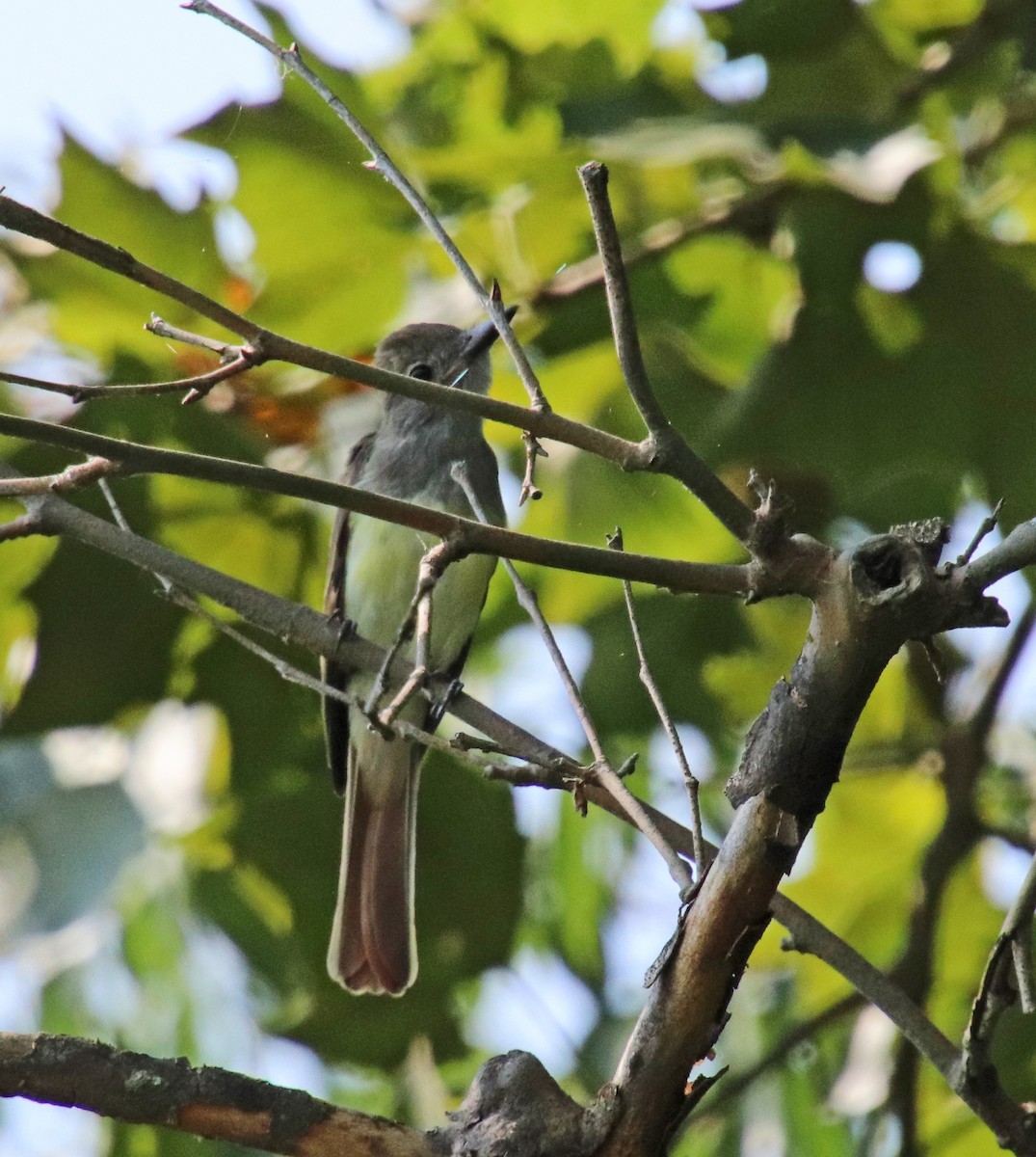 Great Crested Flycatcher - ML639916720