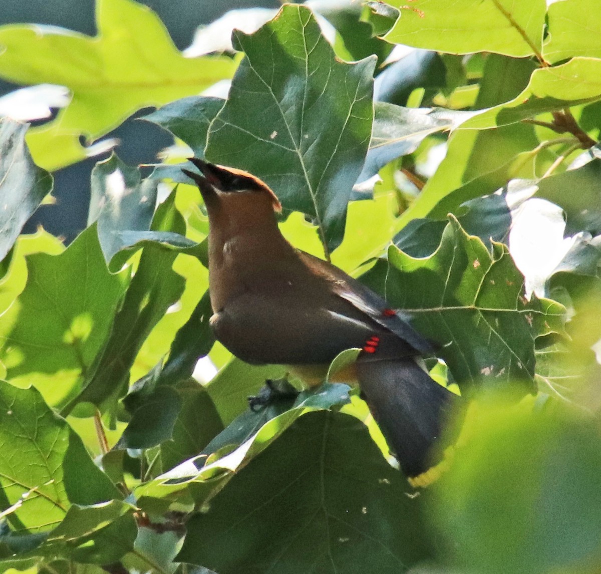 Cedar Waxwing - ML639916729