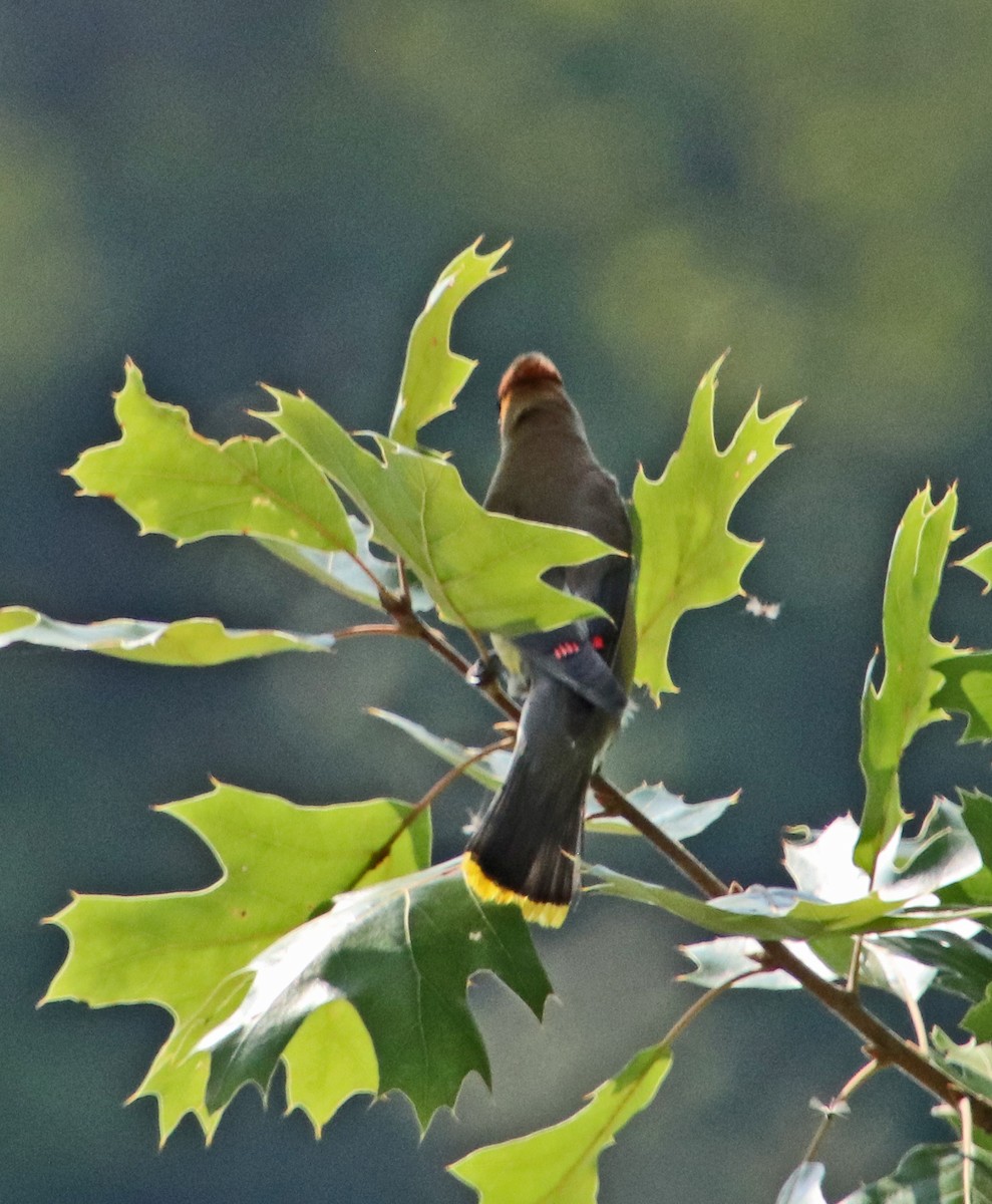 Cedar Waxwing - ML639916730