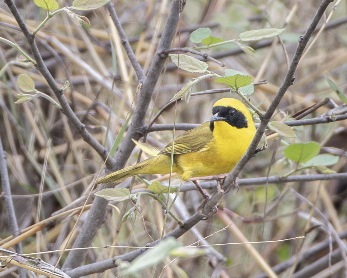 Altamira Yellowthroat - ML639916741