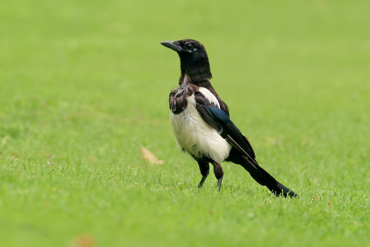 Eurasian Magpie - ML639916746