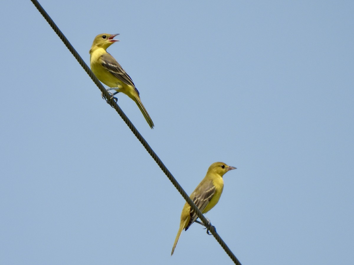 Orchard Oriole - ML639916791