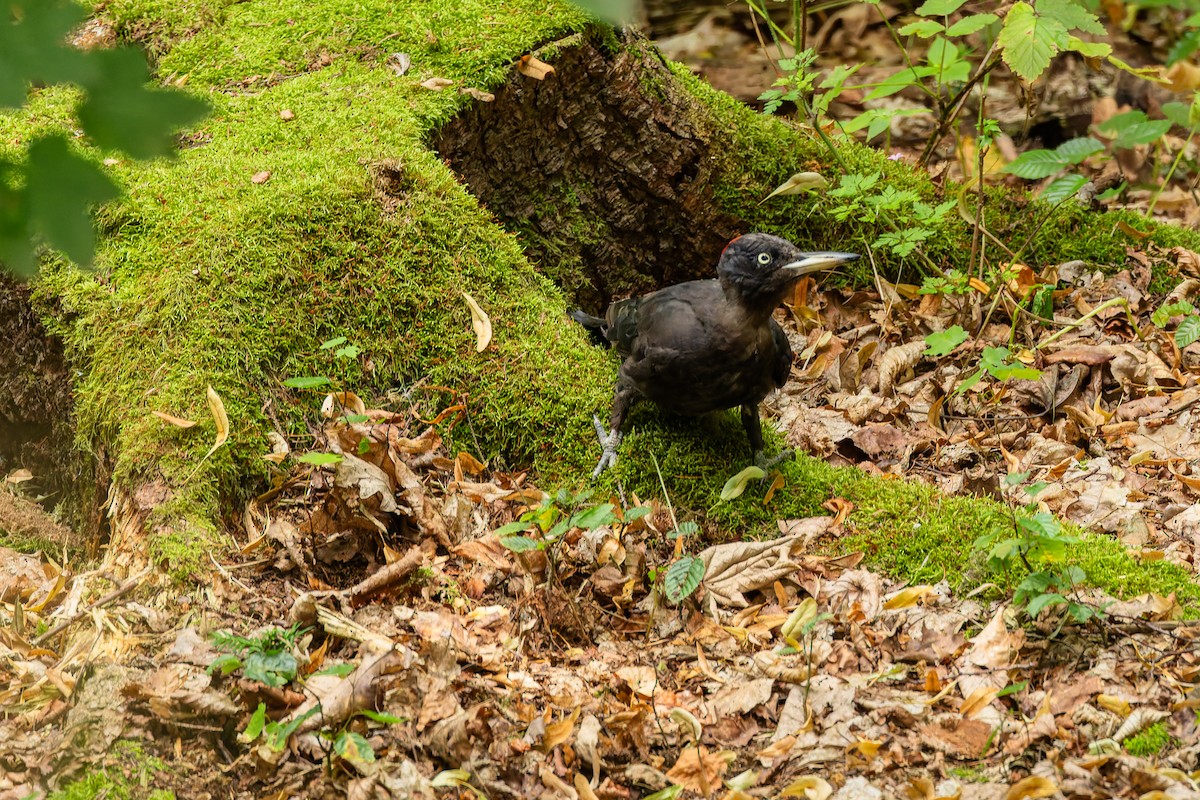 Black Woodpecker - ML639916821