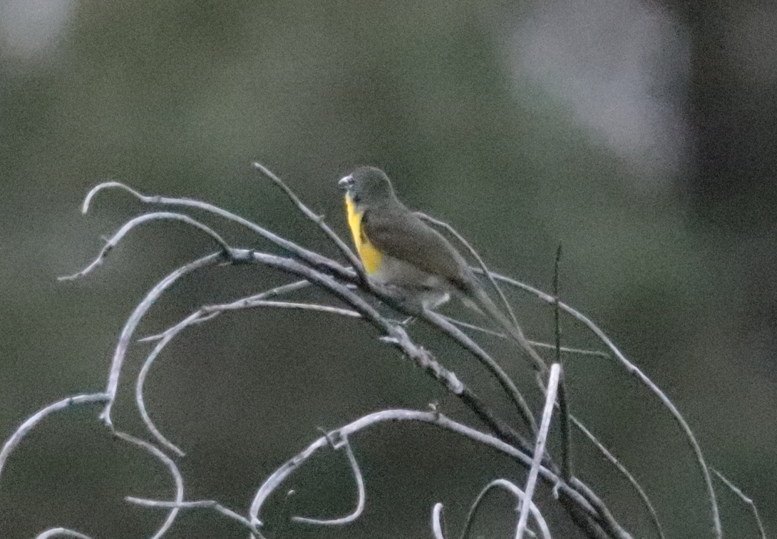 Yellow-breasted Chat - ML639916868