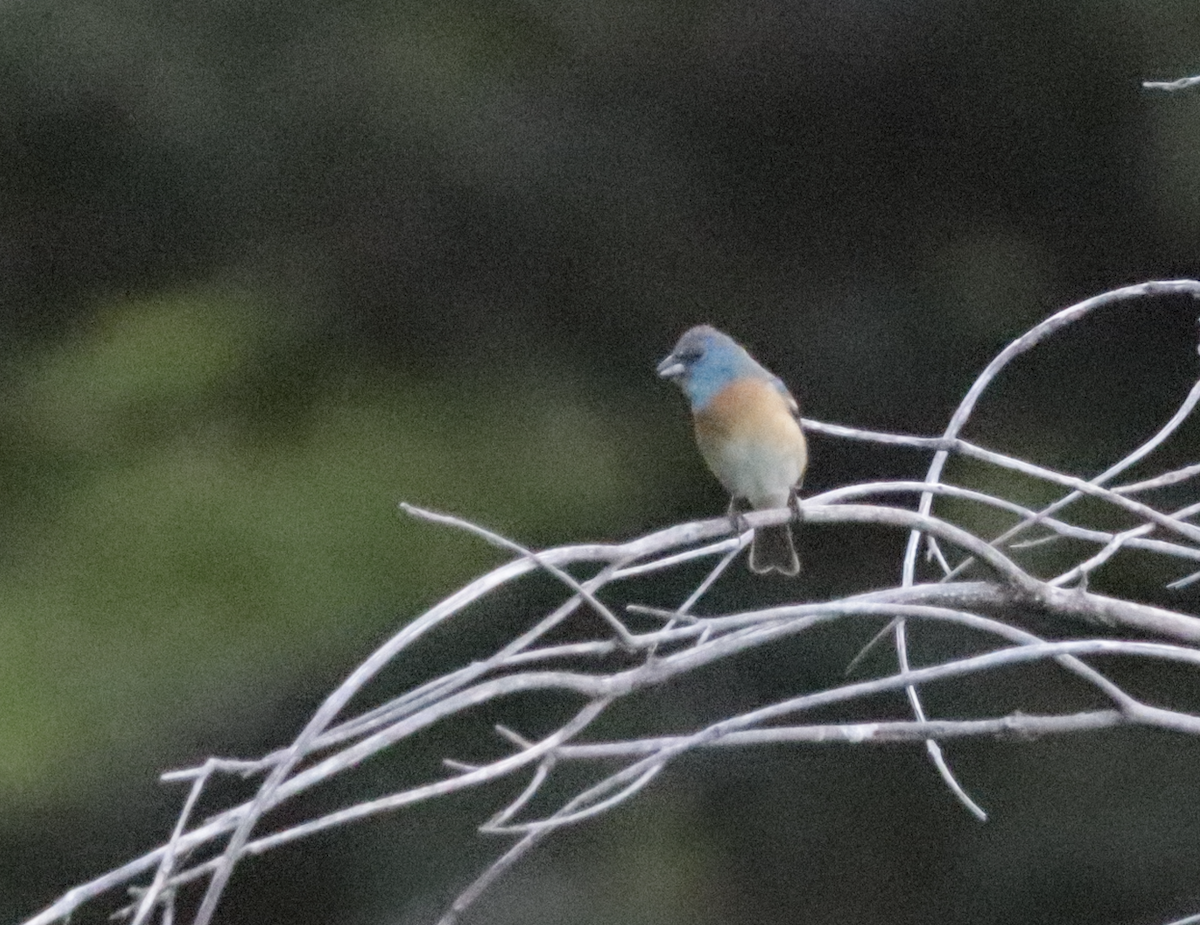 Lazuli Bunting - ML639916879