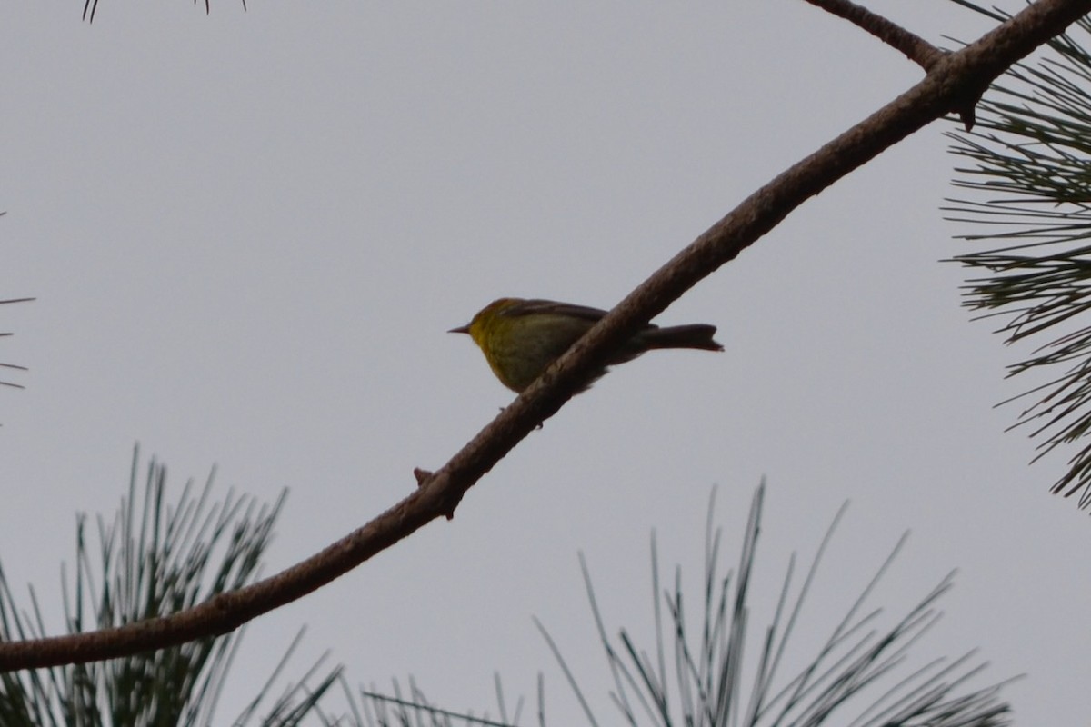 furuparula - ML639916954