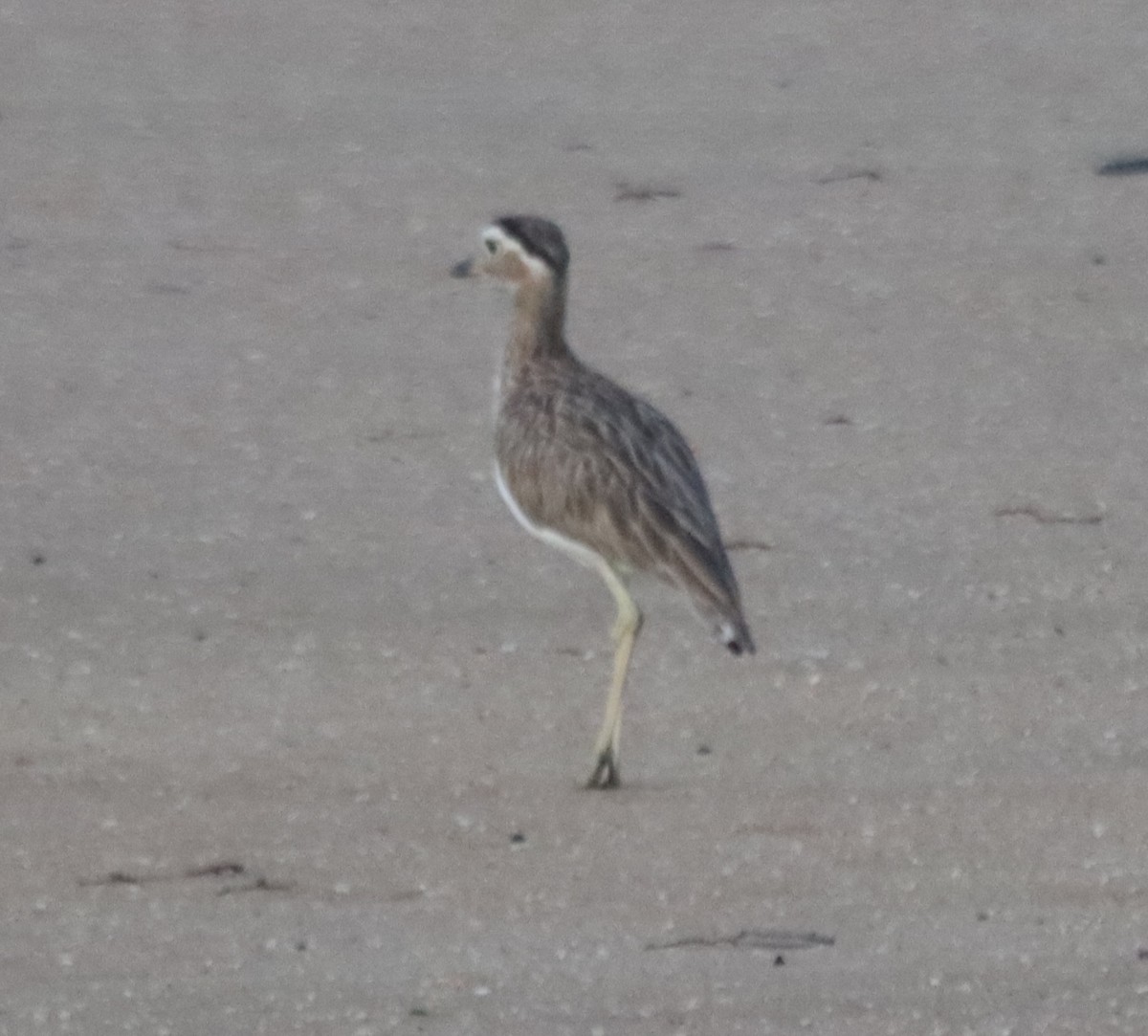 Double-striped Thick-knee - ML639917045